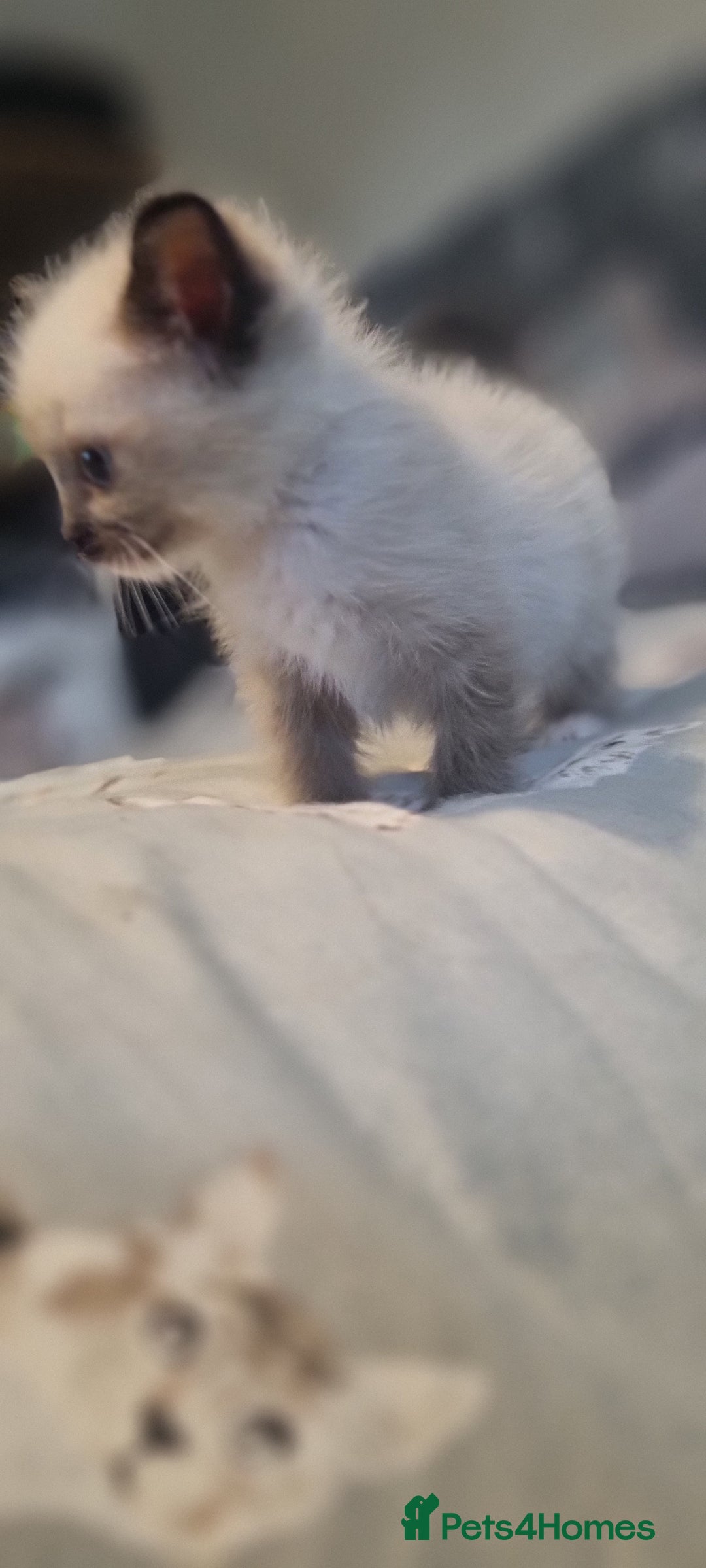 Ragdoll cats for sale: Ragdoll kittens - Image 2