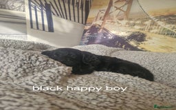 Cockapoo dogs for sale: 4 outstanding cockerpoos  - Image 38