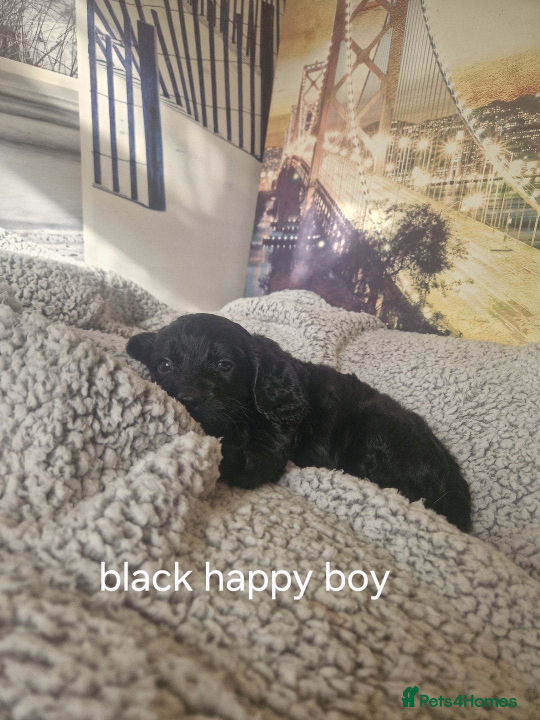 Cockapoo dogs for sale: 4 outstanding cockerpoos  - Image 38