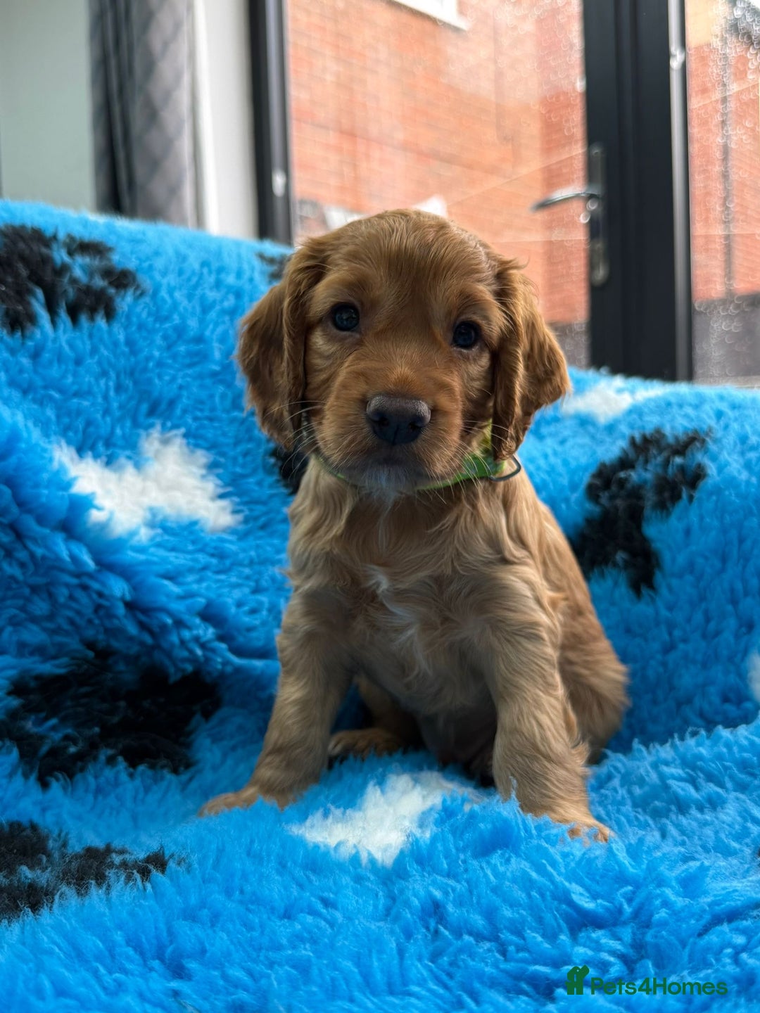 Cocker Spaniel dogs for sale: Gorgeous working cocker spaniels  - Image 4