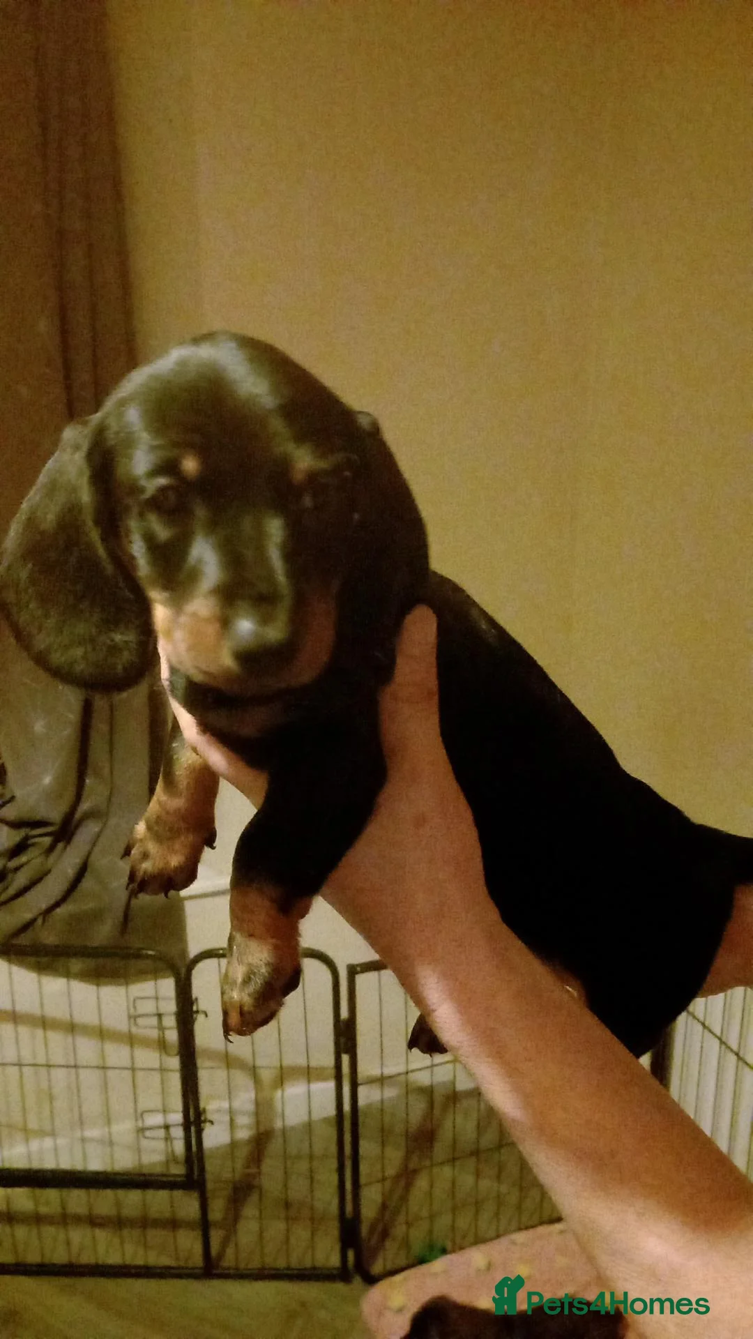 Dachshund dogs for sale: Dachshund puppies - Advert 6