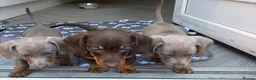 Chiweenie dogs for sale: 3 chiwennie for sale  - Advert 4