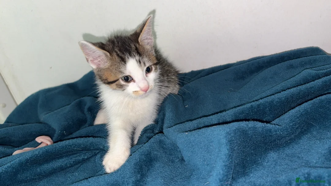 Mixed Breed cats for sale: Five beautiful kittens ready to go an amazing home - Advert 2