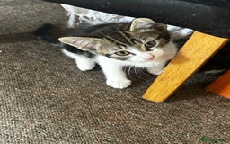 Domestic Shorthair cats for sale: 10 week old kittens - Image 6