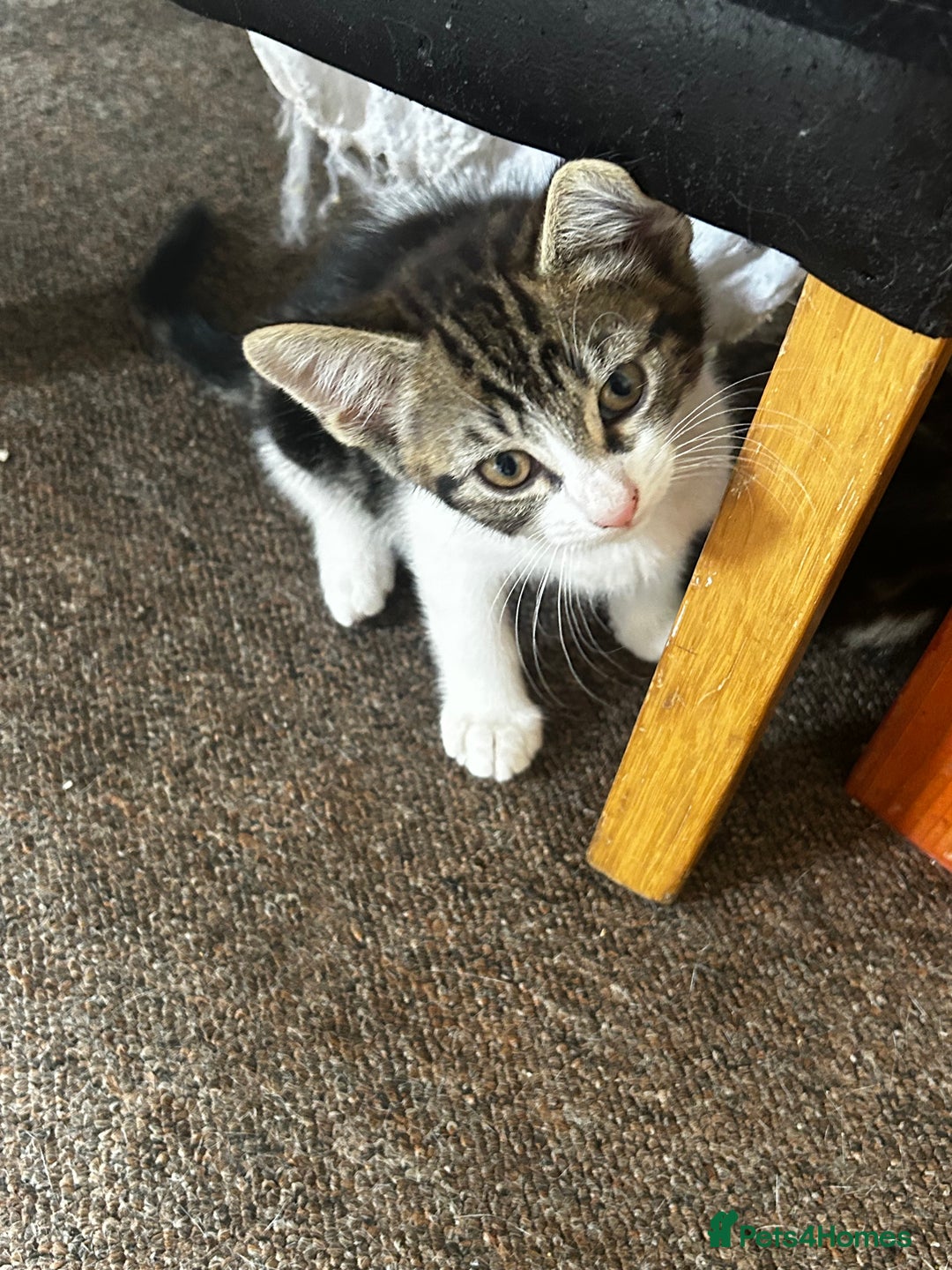 Domestic Shorthair cats for sale: 10 week old kittens - Image 6
