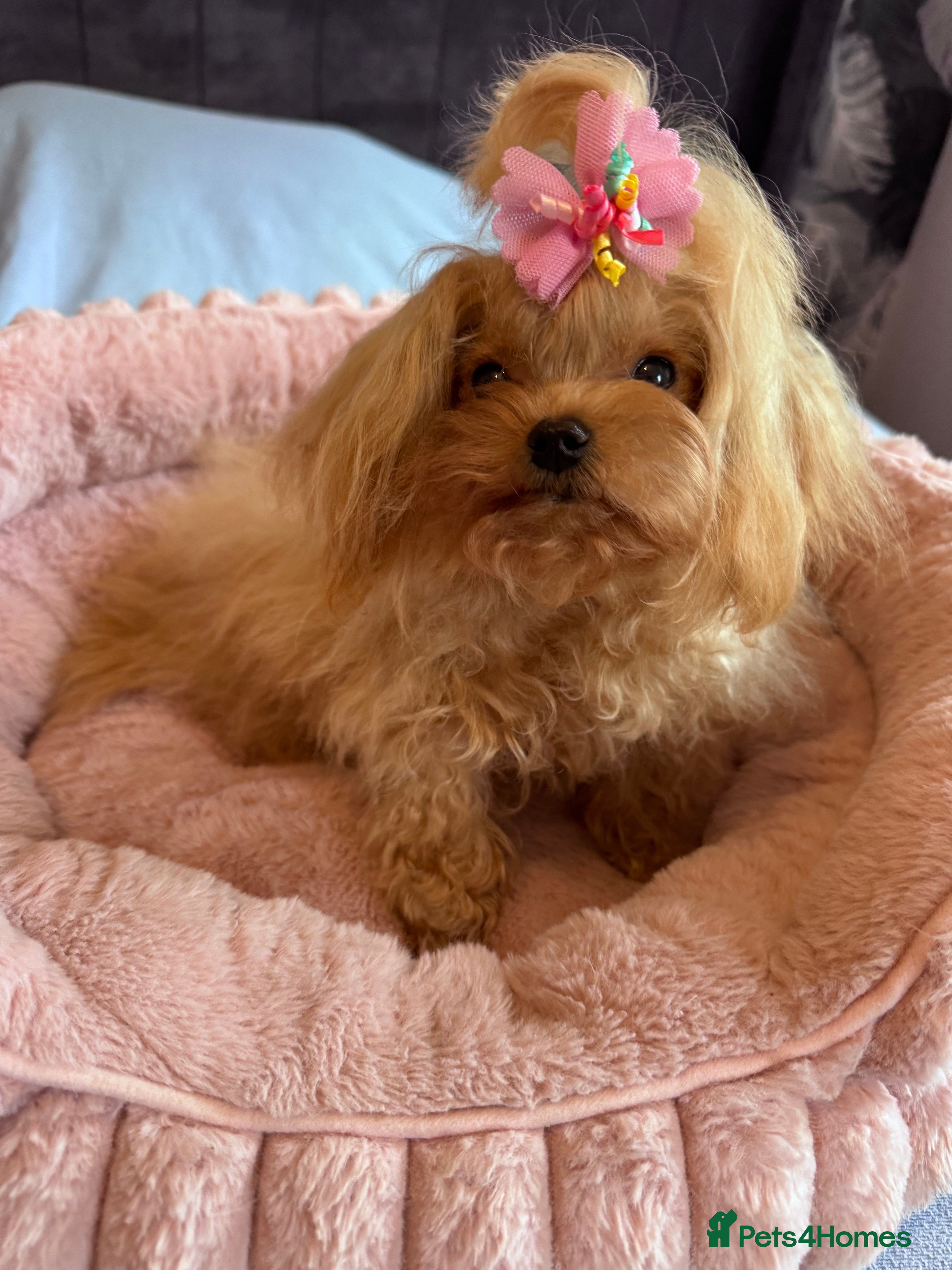 Maltipoo dogs Small Maltipoo female for sale - Advert 1