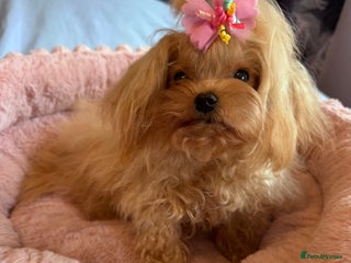 Maltipoo dogs Small Maltipoo female for sale - Advert 1