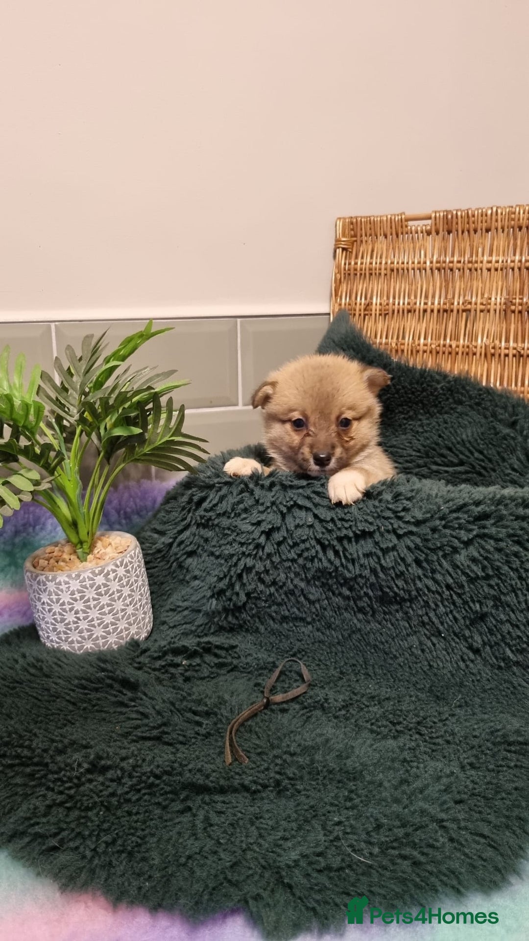 Mixed Breed dogs for sale: Corgi-Inus 💙 Just 1 BOY LEFT - Image 5