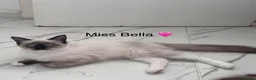 Ragdoll cats for sale:  floppy Ragdoll kittens1 male💙&1 female🩷 left  - Advert 5