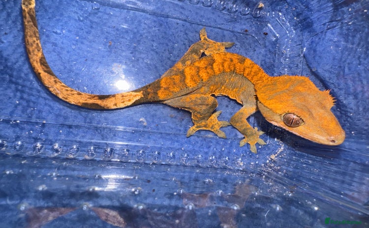 Gecko reptiles - Advert 6