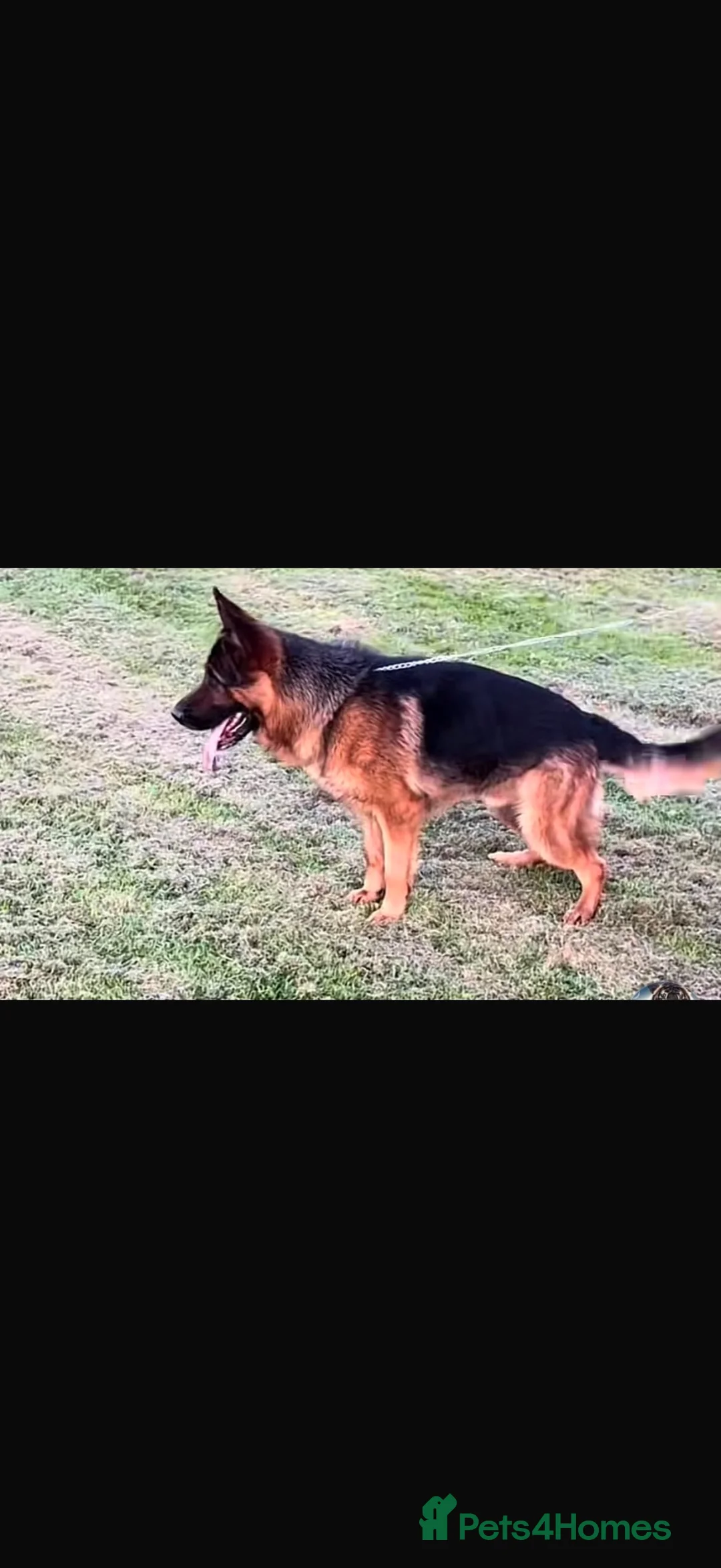 German Shepherd dogs for sale: German Shepard puppies  - Advert 17