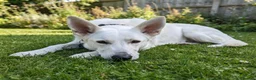 Lurcher dogs for sale: Daisy is a Calm, Easy-Going Companion - Advert 6