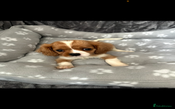 Cavalier King Charles Spaniel dogs for sale: Health tested stunning puppies - Advert 15