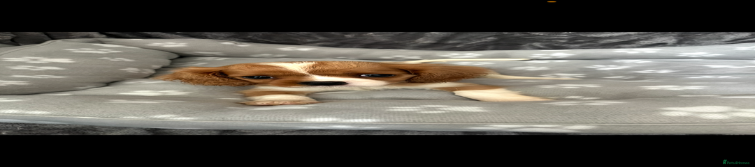 Cavalier King Charles Spaniel Puppy 3