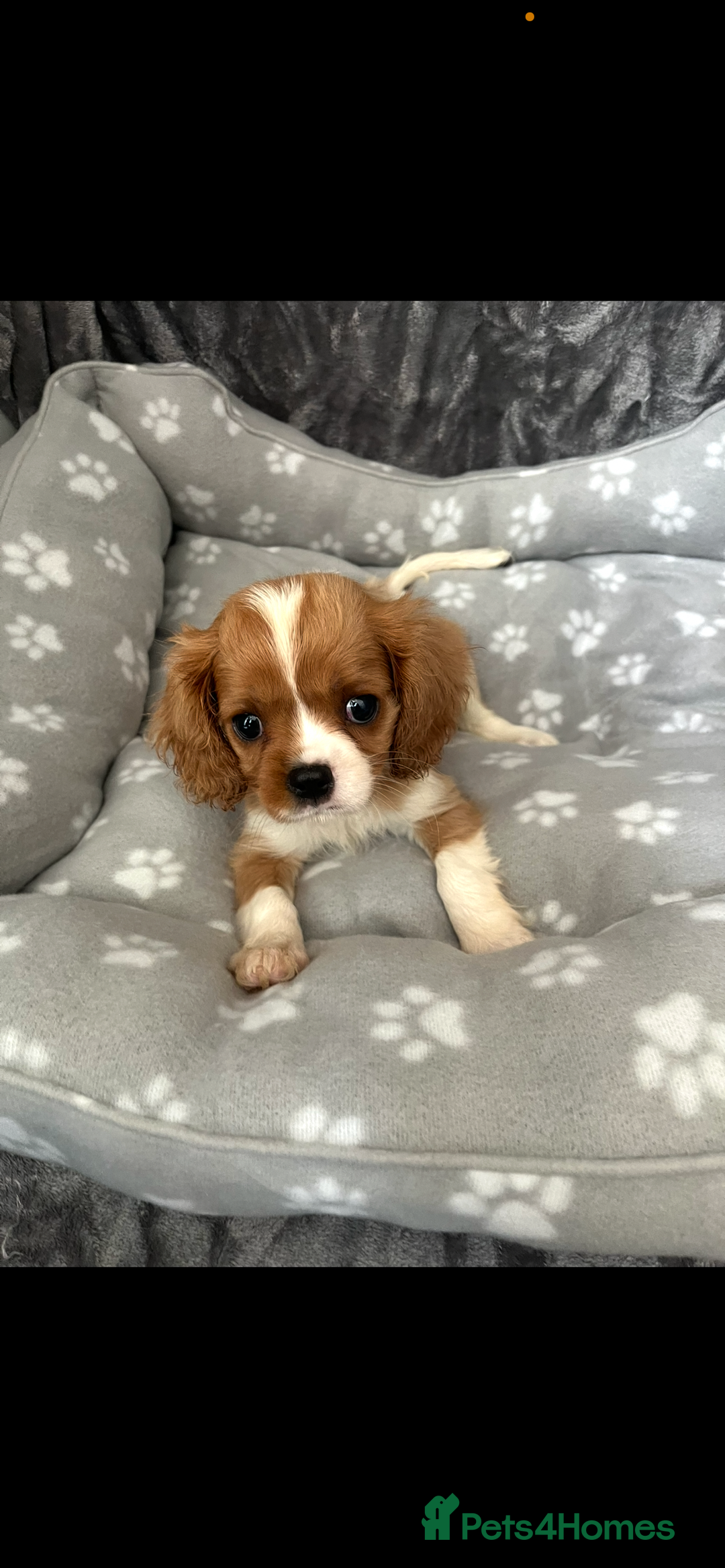 Cavalier King Charles Spaniel dogs for sale: Health tested stunning puppies - Advert 15