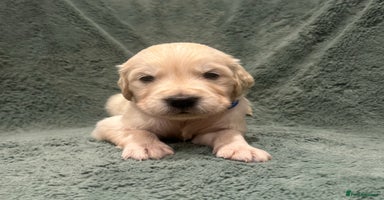 Golden Retriever dogs Kc Reg Health Tested Golden Retriever Puppies  - Advert 4