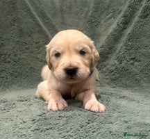 Golden Retriever dogs Kc Reg Health Tested Golden Retriever Puppies - Advert 4