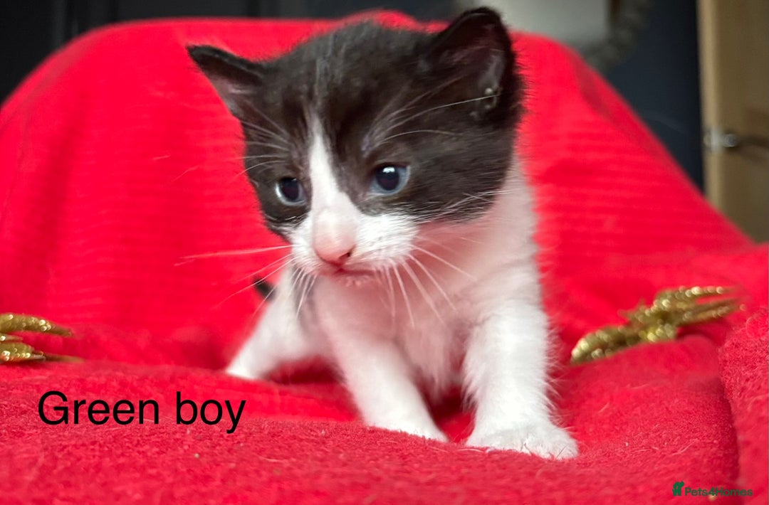 Mixed Breed cats for sale: Black and White fluffy kittens  - Advert 15