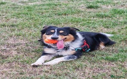 Border Collie dogs for sale: Border collie puppies for sale - Image 8