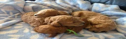 Cavapoo dogs for sale: Beautiful Litter of 7 F1B Cavapoo puppies  - Advert 6