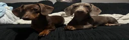 Dachshund dogs for sale: Isabella & Tan Dachshund boy in Rochester - Advert 4