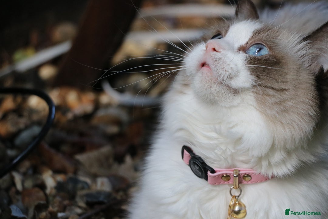Ragdoll cats for sale: 🎀Beautiful Ragdoll kittens (TICA reg)🎀 - Image 8