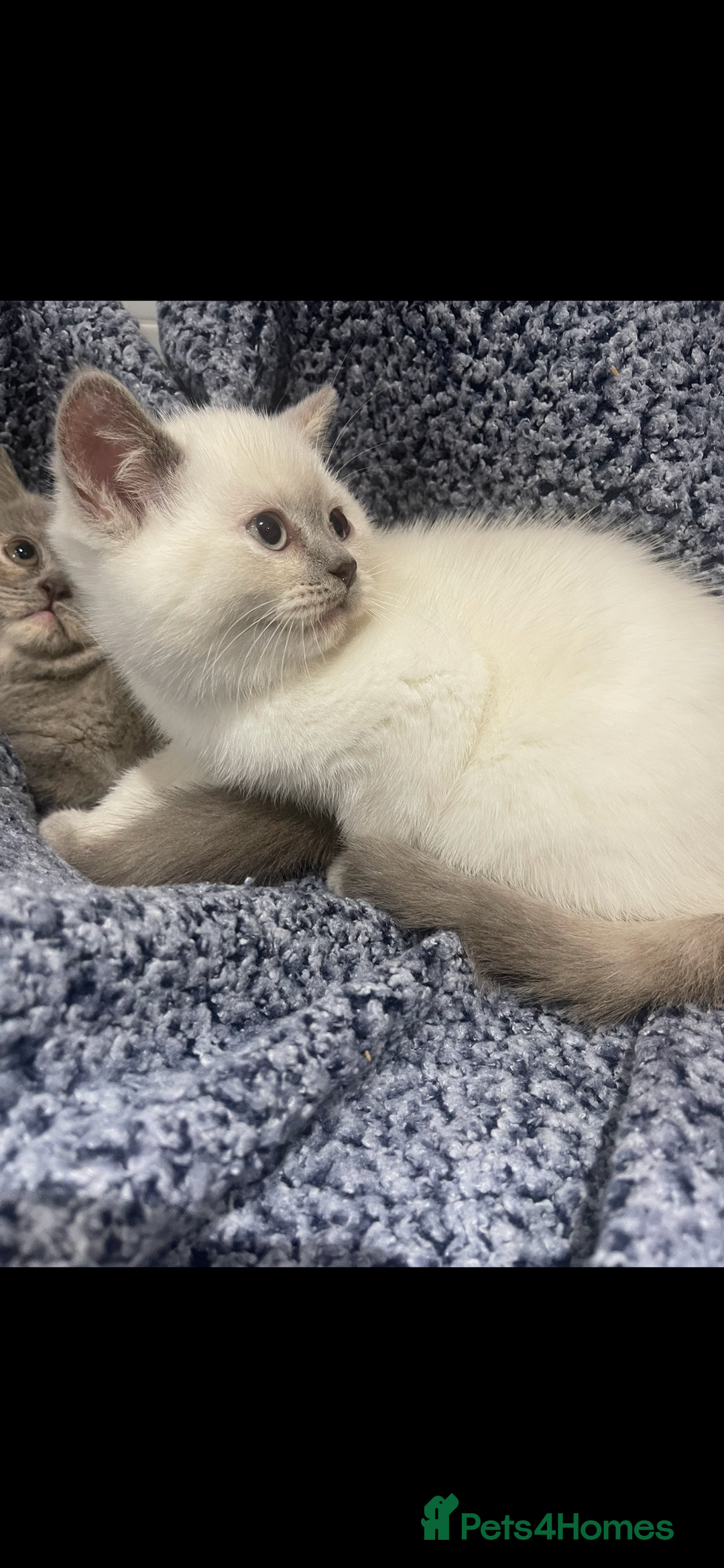 British Shorthair cats for sale: British shorthaired kittens full pedigree  - Image 5