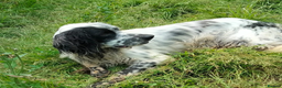 English Setter dogs for adoption: Korro - Advert 5