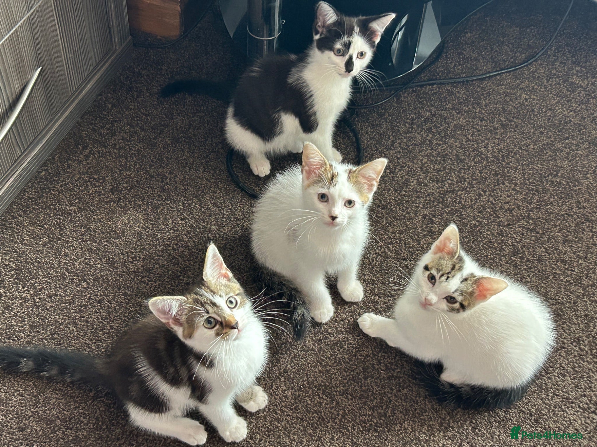American Shorthair cats Four Kittens 💖 - Advert 7
