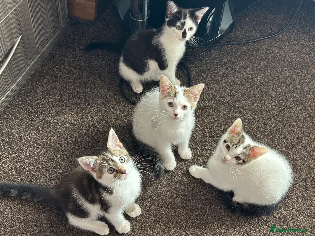 American Shorthair cats for sale: Four Kittens 💖 - Advert 1