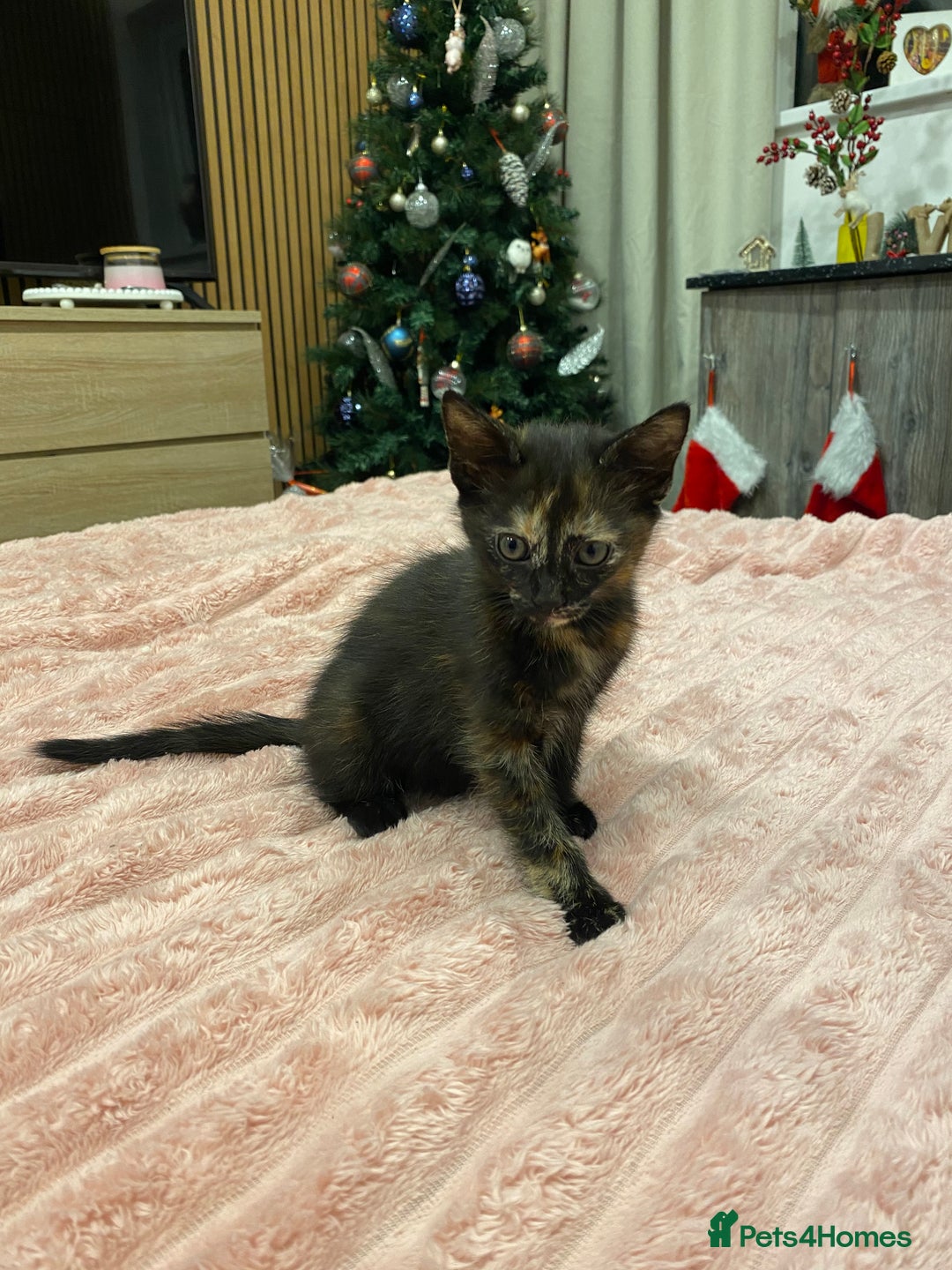 Mixed Breed cats for sale: 5 lovely kittens for sale - Advert 29