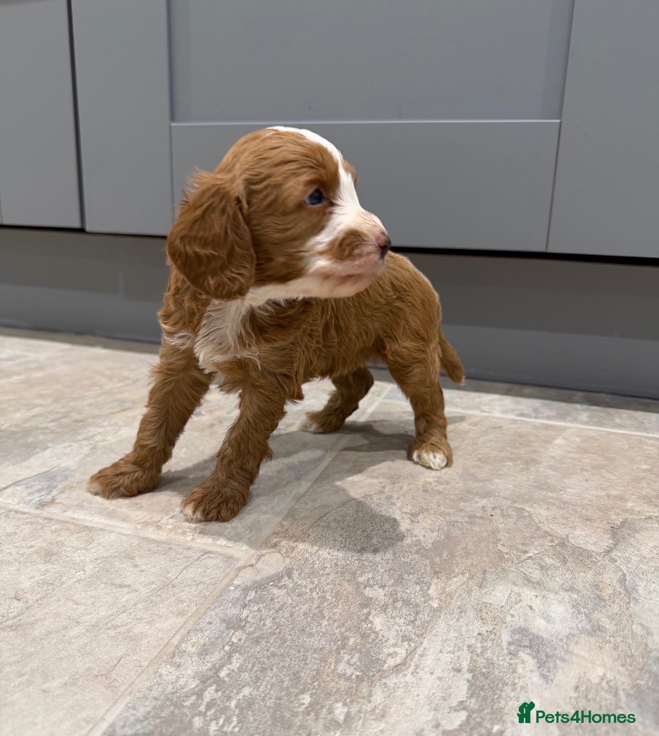 Cavapoo dogs for sale: Stunning F1 Cavapoo's 🧬 Health Tested Parents - Advert 1