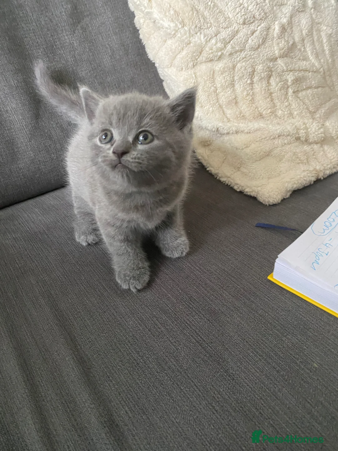 British Shorthair cats for sale: BSH kitten ready to leave 28th June  - Advert 2