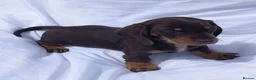 Miniature Dachshund dogs for sale: Kc reg mini dachshund last stunning little girl . - Advert 22