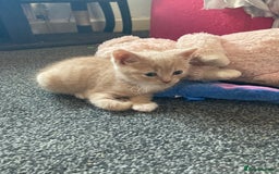 British Shorthair cats for sale: Kittens READY TO LEAVE British SH/Russian white - Image 7