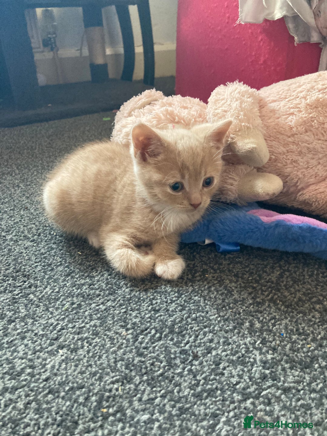 British Shorthair cats for sale: Kittens READY TO LEAVE British SH/Russian white - Image 7