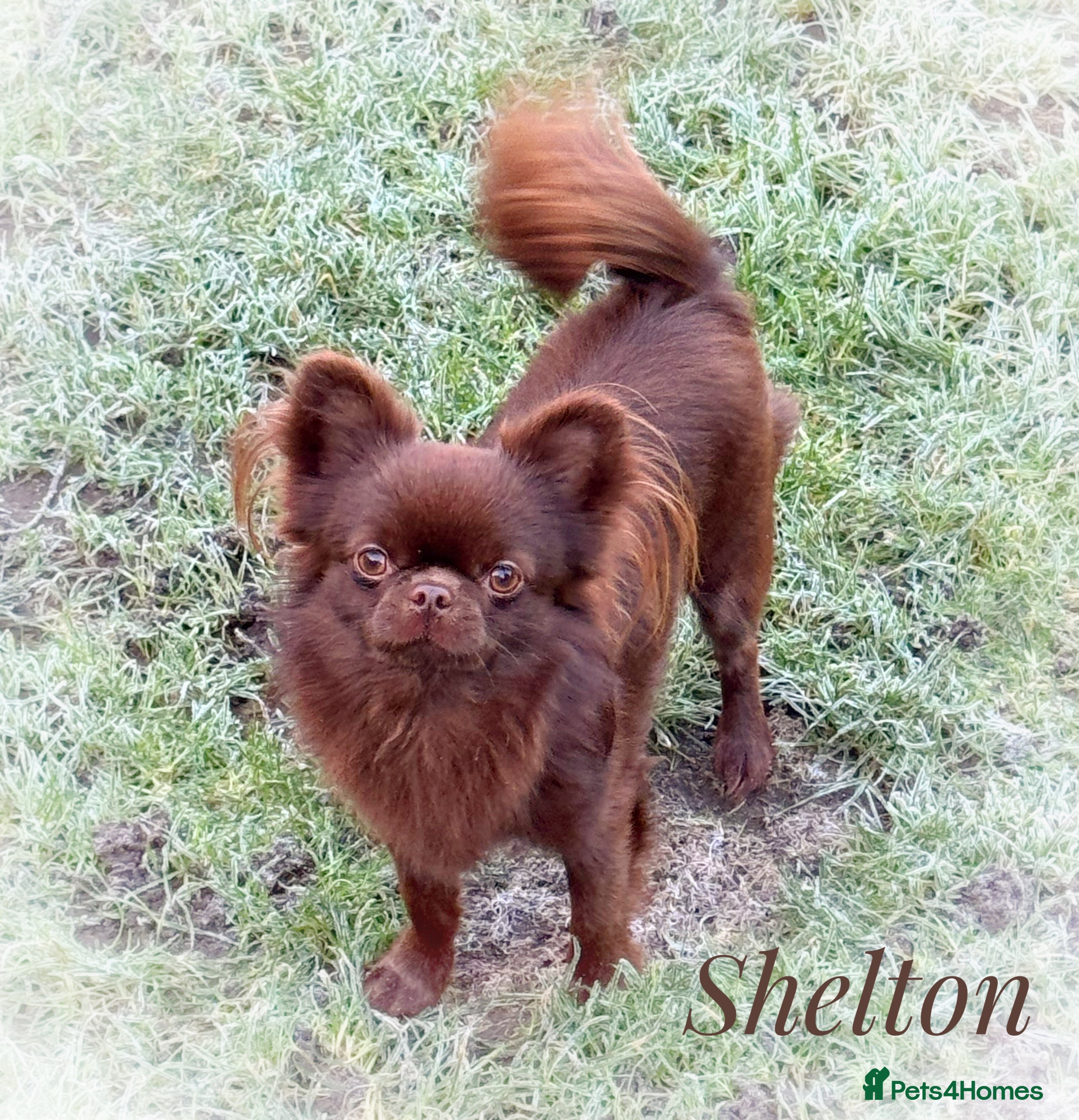 Chihuahua dogs KC chocolate and lilac long coat quality puppies  - Advert 2