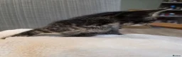 Bengal cats for sale: Beautiful Bengal Kittens – Loving Homes Only  - Advert 4