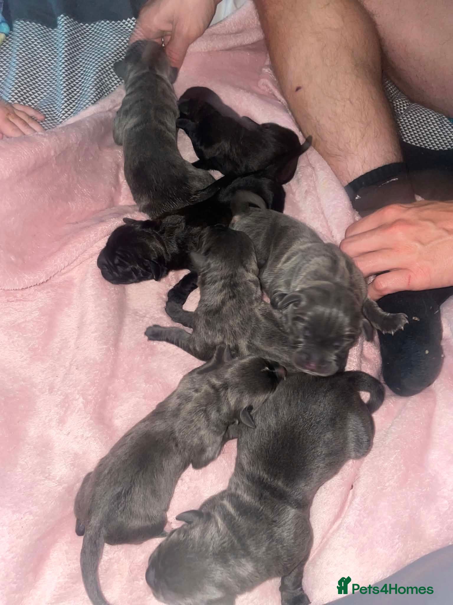 Cane Corso dogs Full breed cane corso puppies - Advert 2