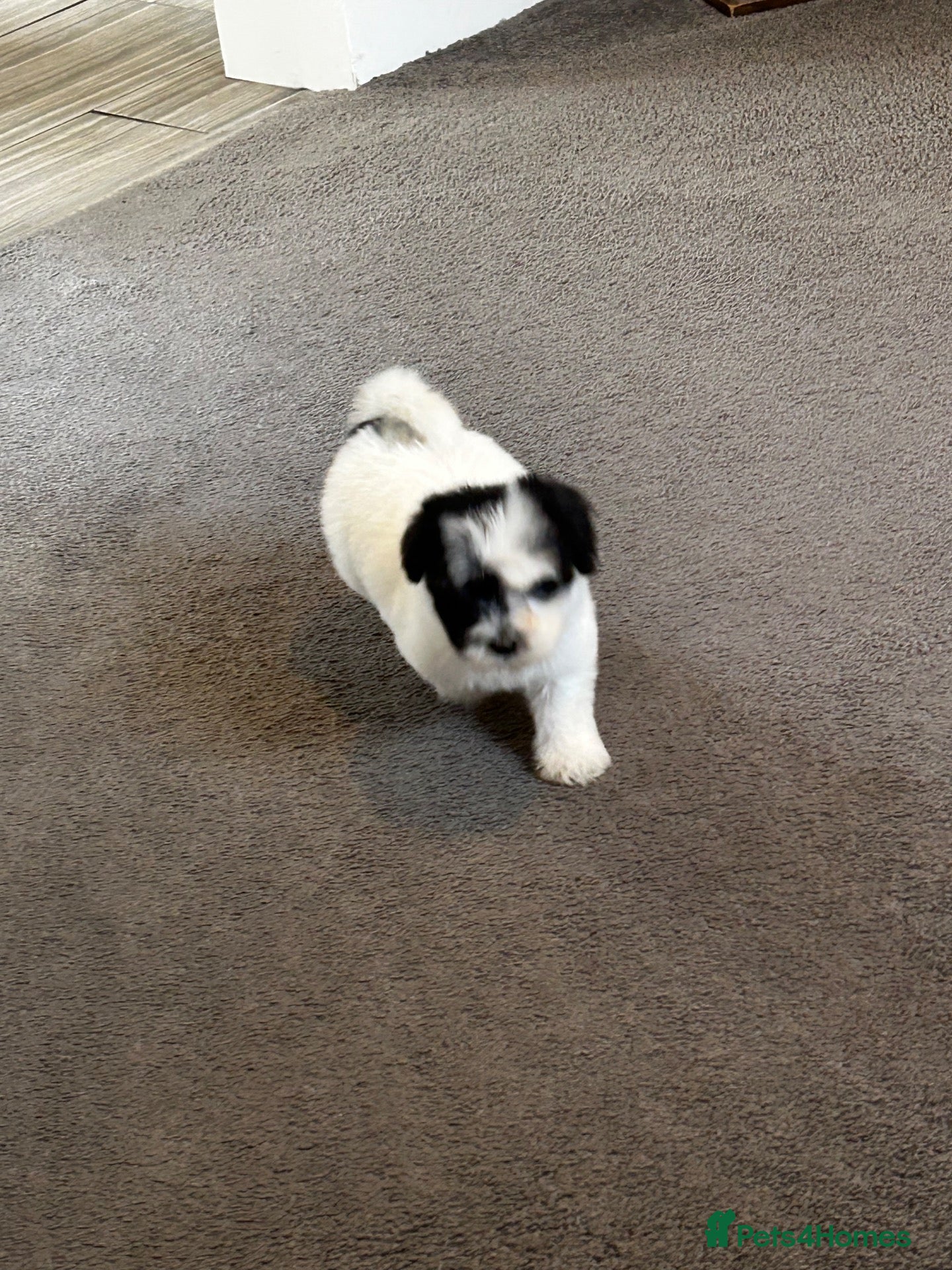 Havanese dogs Beautiful KC Registered Havanese Puppies - Advert 8