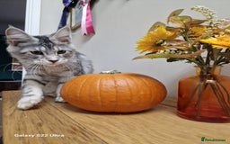 Maine Coon cats for sale: 🍁🍂Good females🏡🎯📣 - Image 3