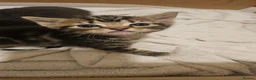 Mixed Breed cats for sale: Mixed breed kitten  - Advert 18
