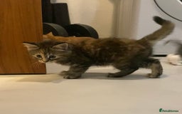 British Shorthair cats for sale: 6 kittens mixture of colours, bred from house cat  - Image 4
