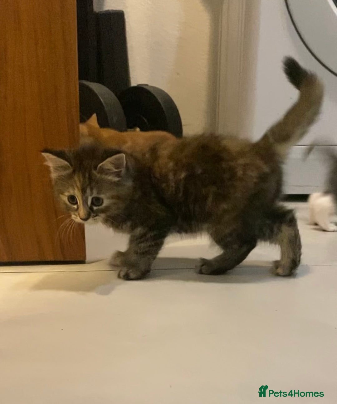 British Shorthair cats for sale: 6 kittens mixture of colours, bred from house cat  - Image 4