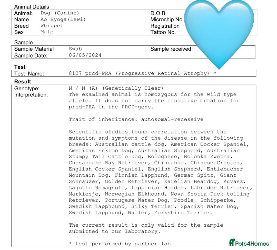 Whippet dogs for stud: 👑LEWI 👑 in Newport - Advert 9