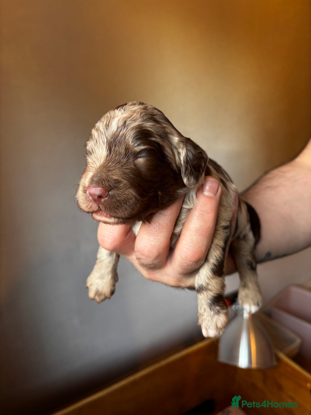 Sproodle dogs for sale: 🐾 Premium Sproodles - Merles & Stunning Parti 🐾 - Advert 14