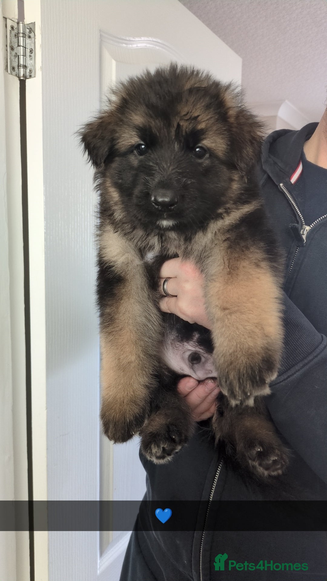 German Shepherd dogs for sale: German Shepherd Puppies  - Image 6