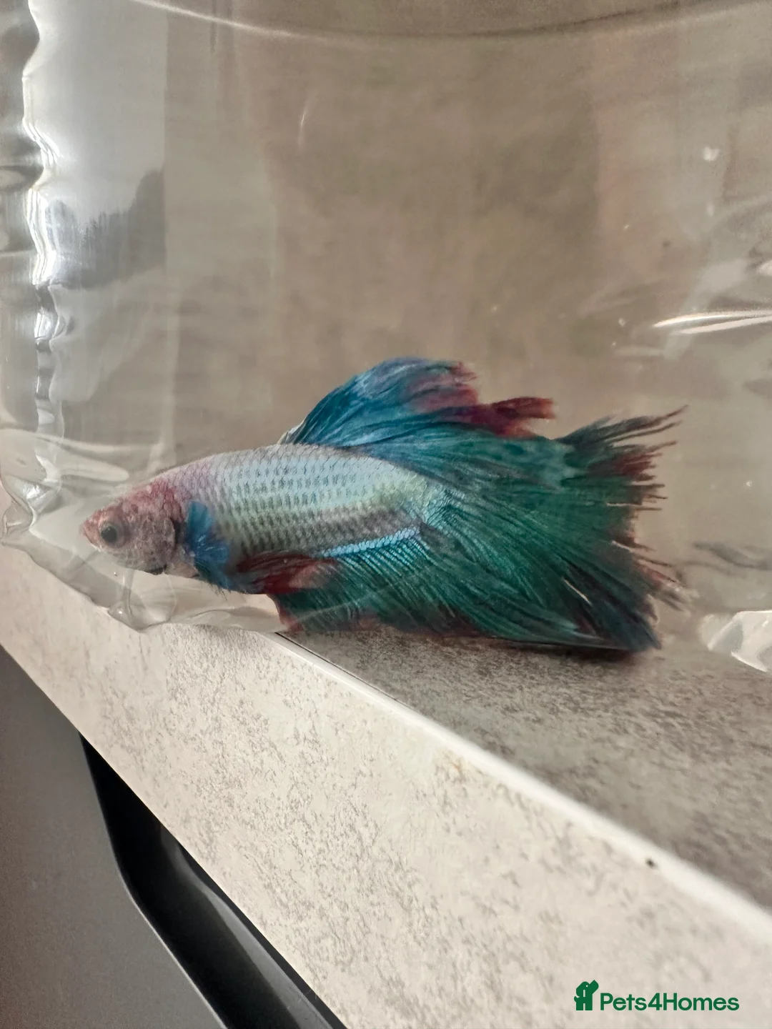 Other/Mixed Breed fish for sale: Fish tank and mixed selection of fish - Advert 3