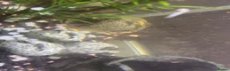 Plecos fish for sale: yellow albinos & black bristle nose plecos  in Milton Keynes - Advert 2