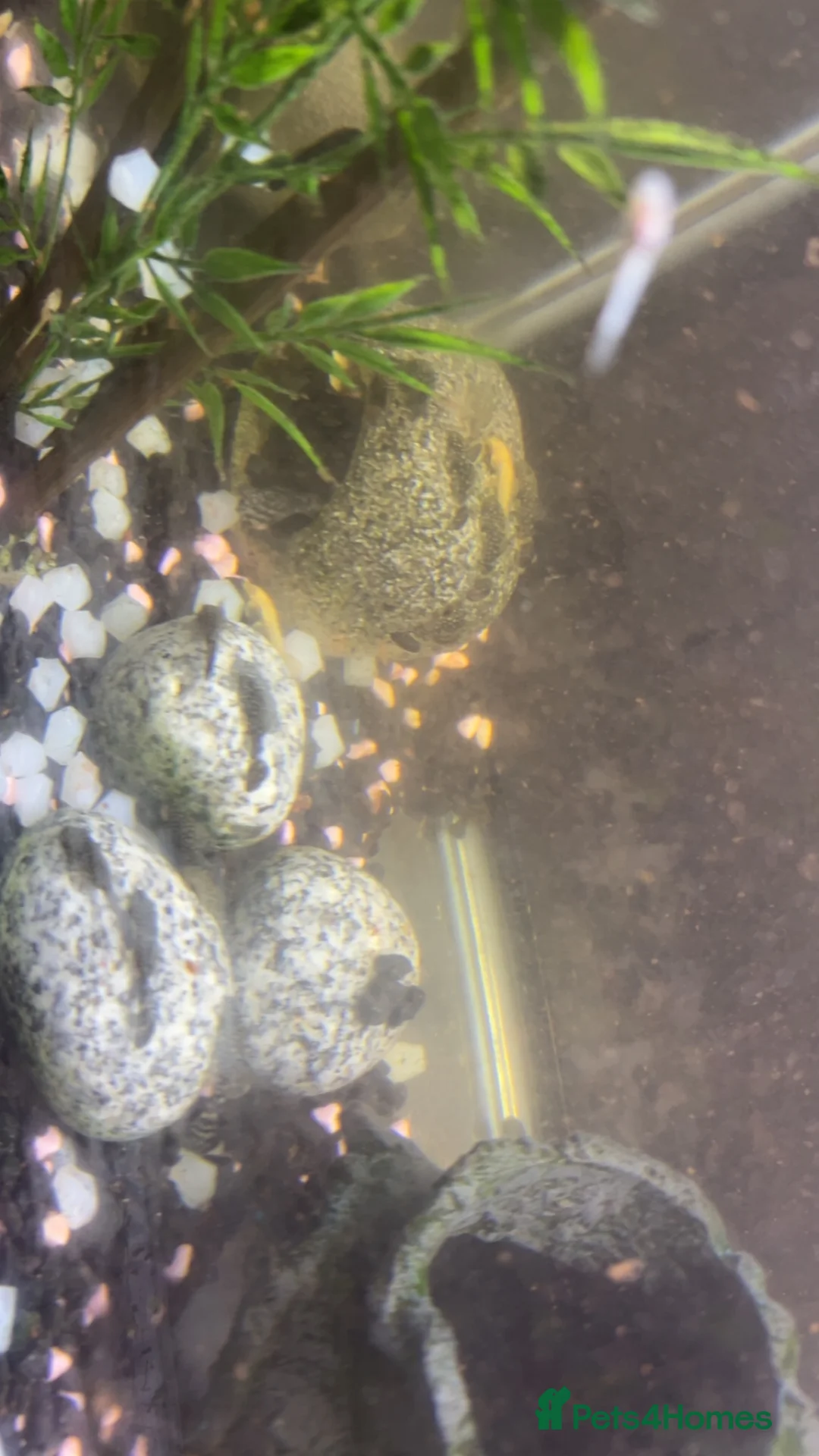 Plecos fish for sale: yellow albinos & black bristle nose plecos  in Milton Keynes - Advert 2